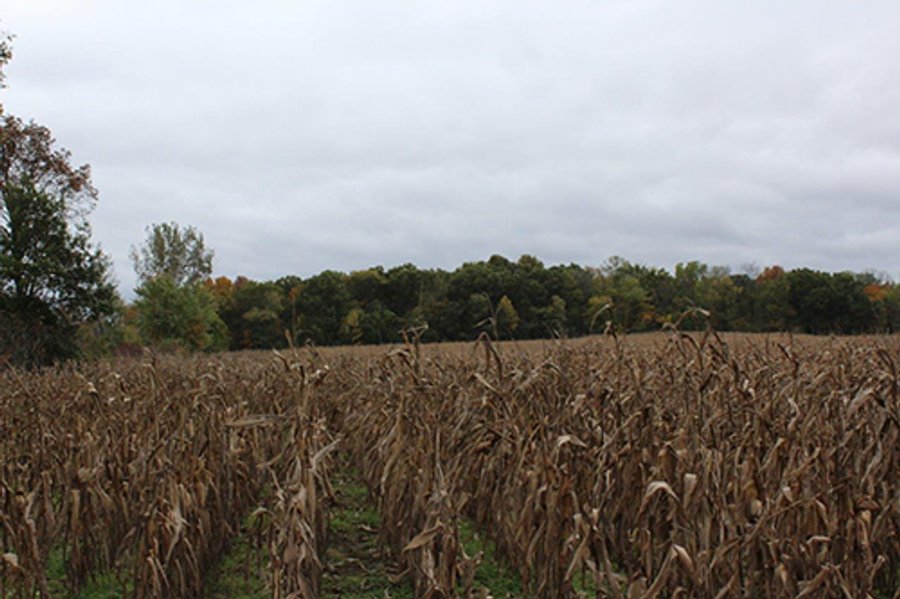 REAL ESTATE AUCTION - 125+/- ACRES OFFERED IN 2 TRACTS IN KOSCIUSKO COUNTY, INDIANA